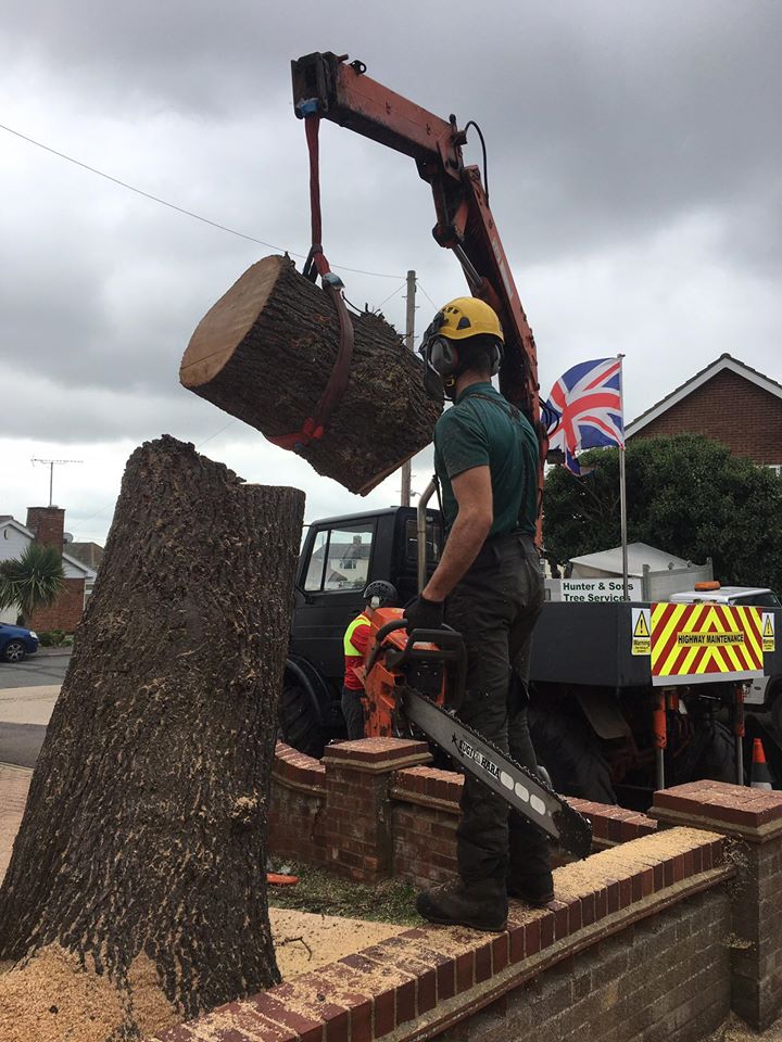 crane oak lump 2