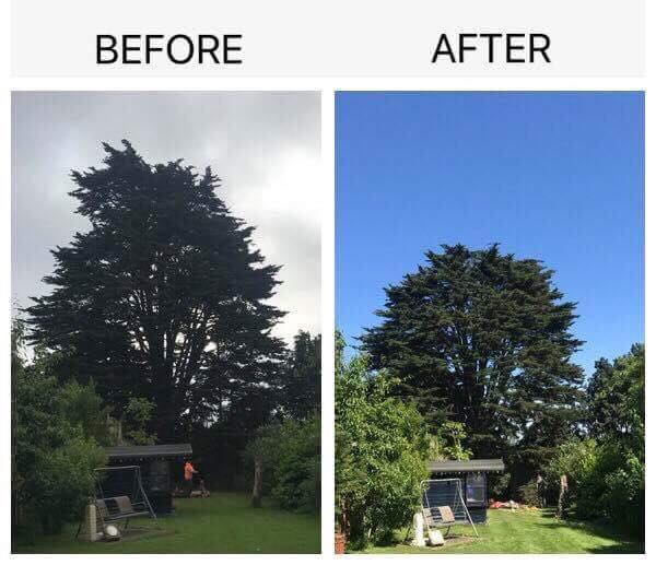 monterey cypress before and after