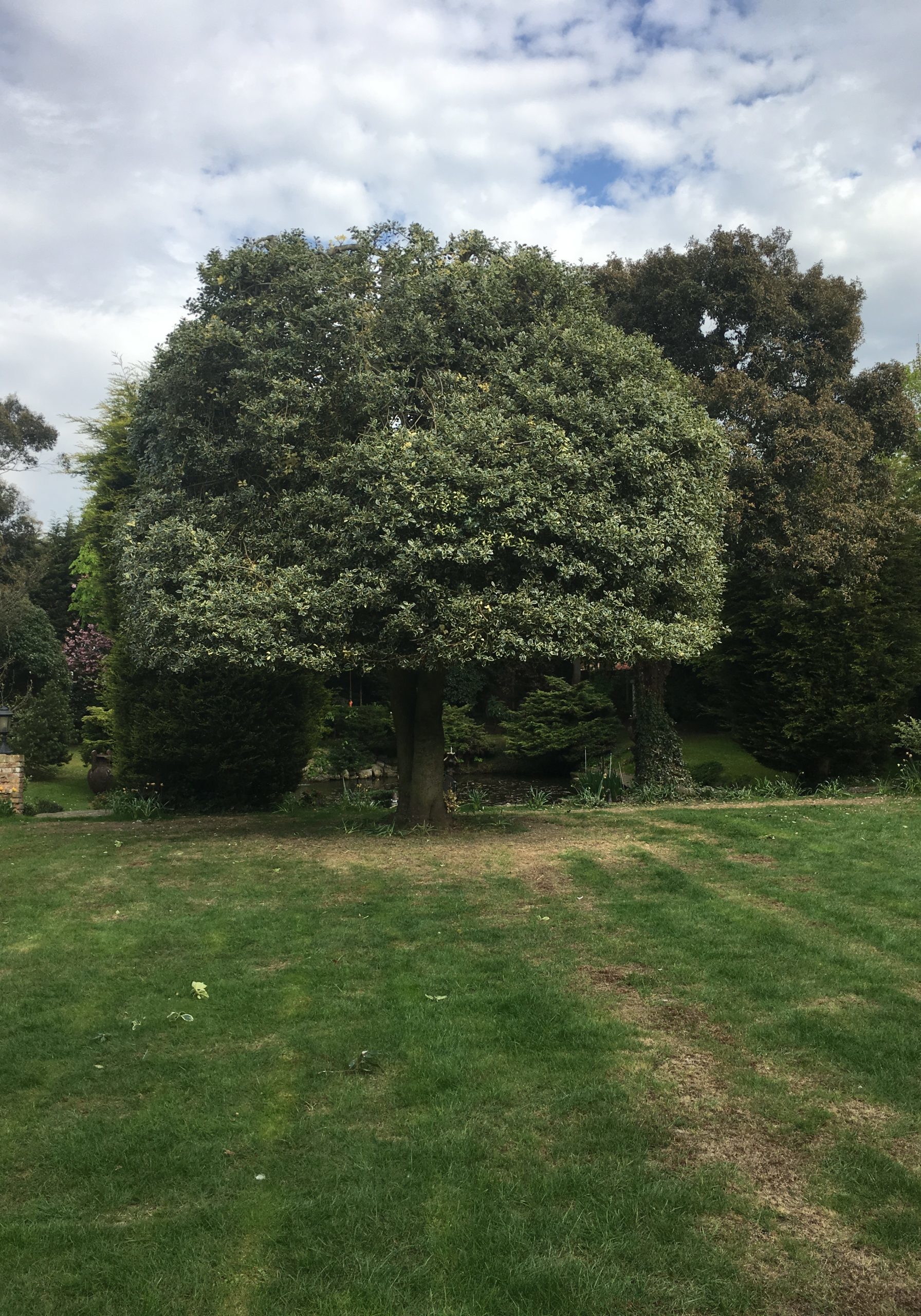 this Holly was crown lifted and shaped to clear a vista